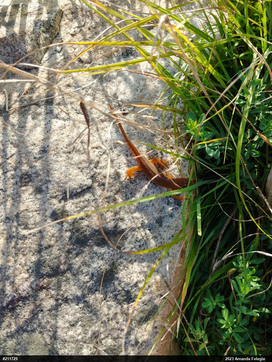 Red-spotted Newt