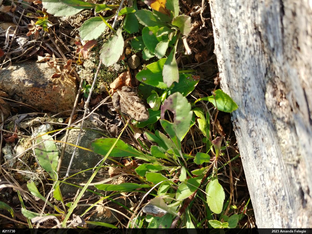 Eastern American Toad