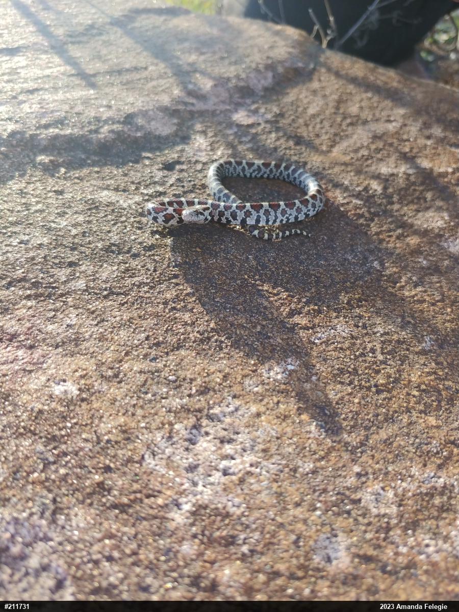 Eastern Milksnake