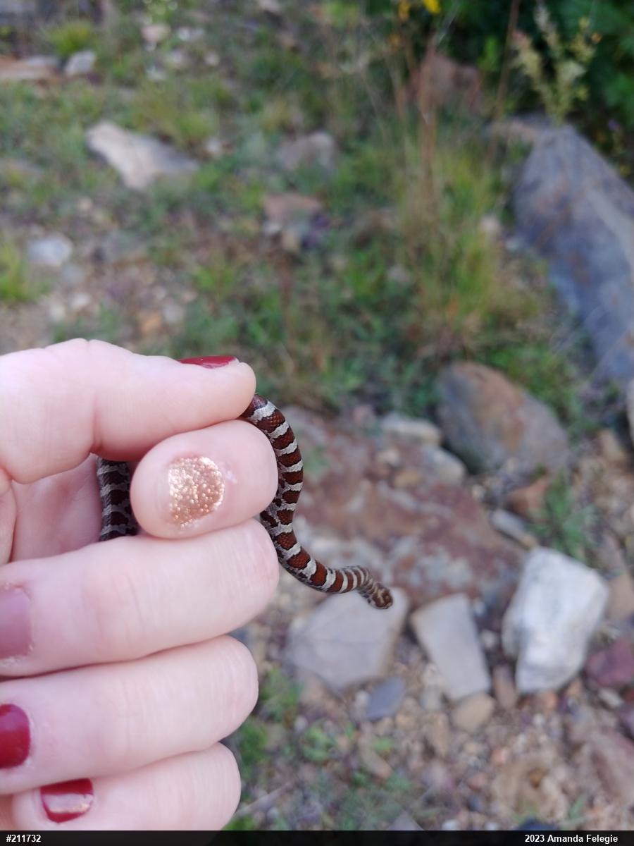 Eastern Milksnake