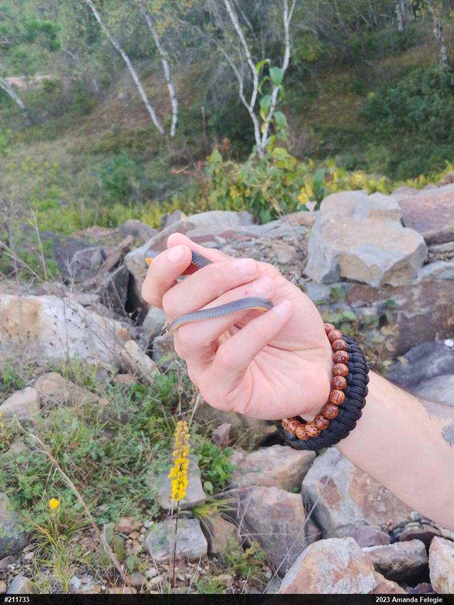 Northern Ring-necked Snake