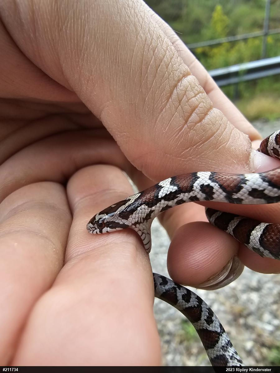 Eastern Milksnake