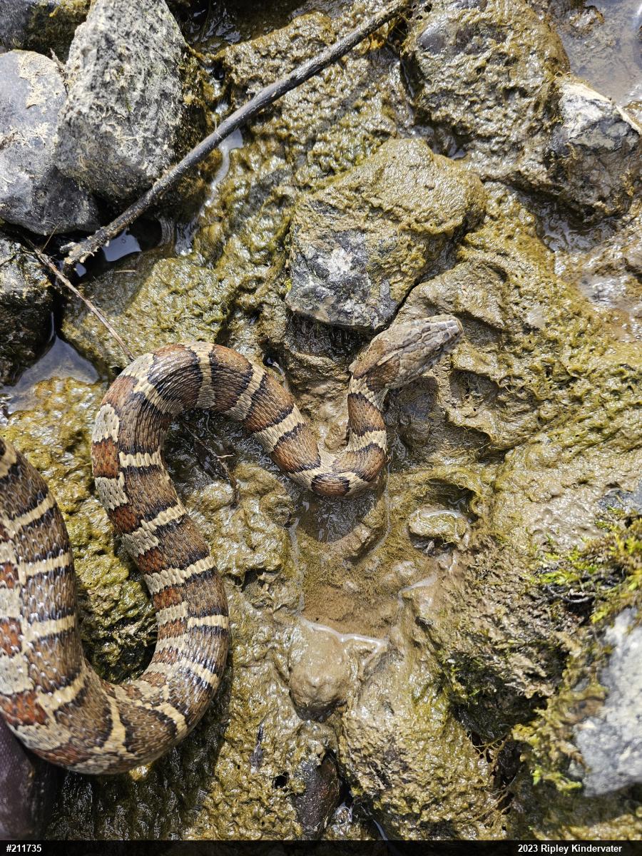 Northern Watersnake