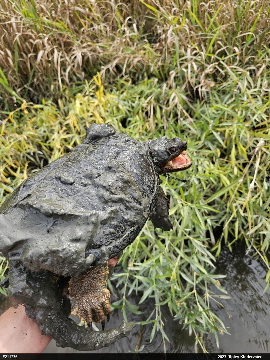 Snapping Turtle