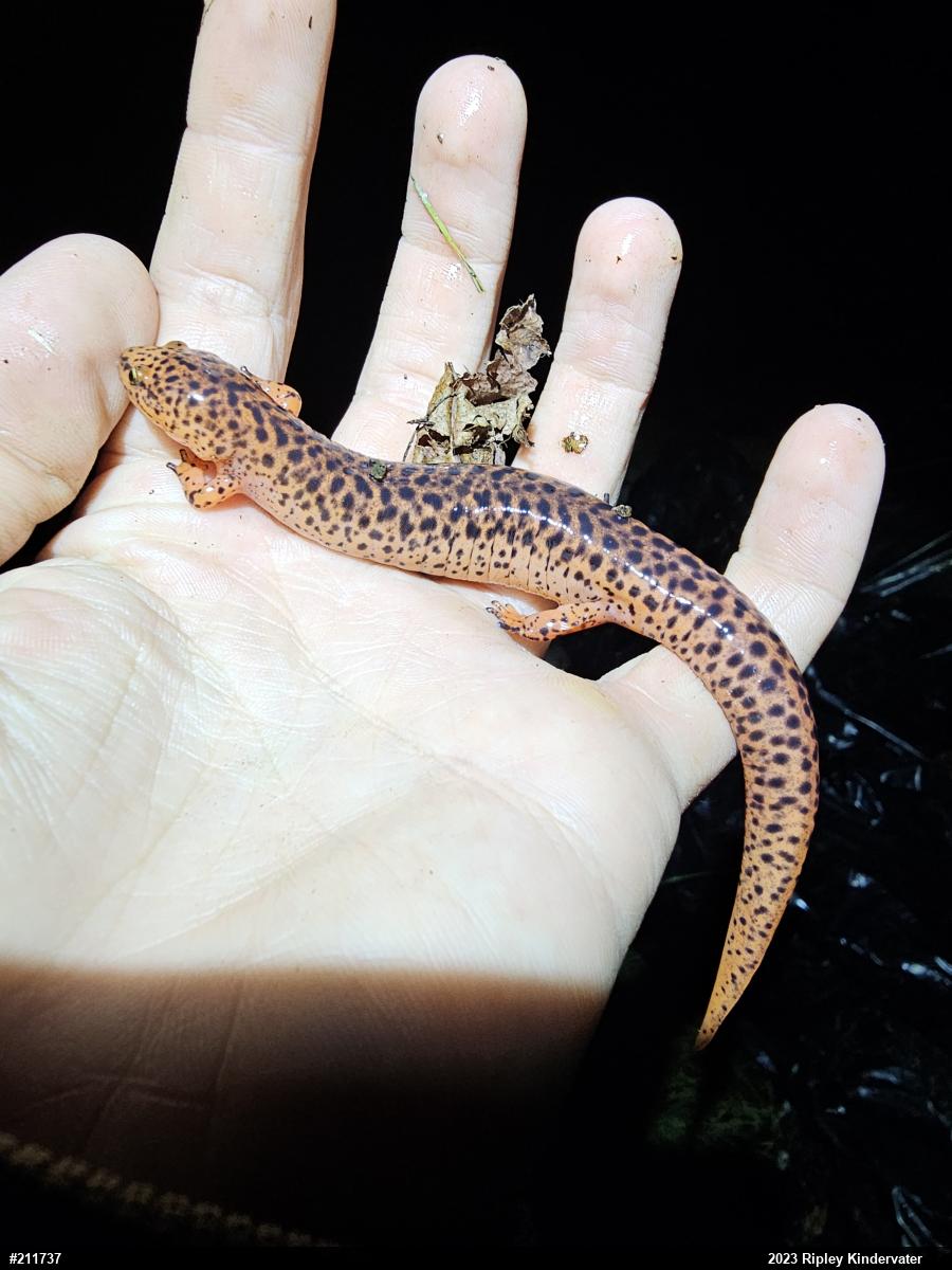 Northern Red Salamander