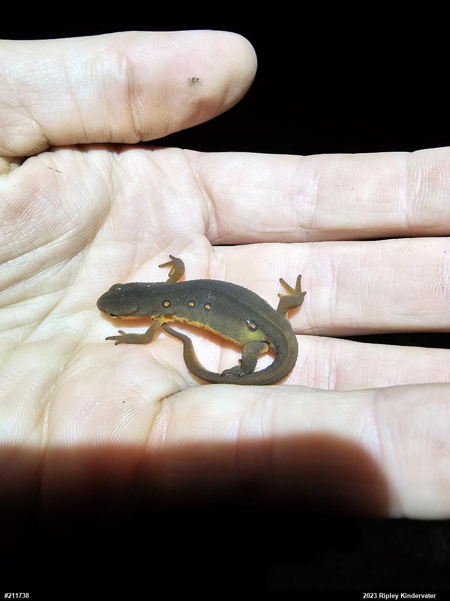 Red-spotted Newt