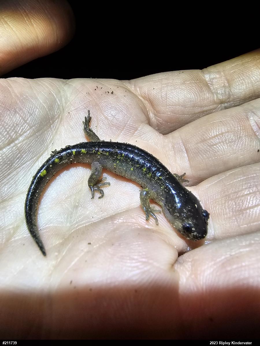 Spotted Salamander
