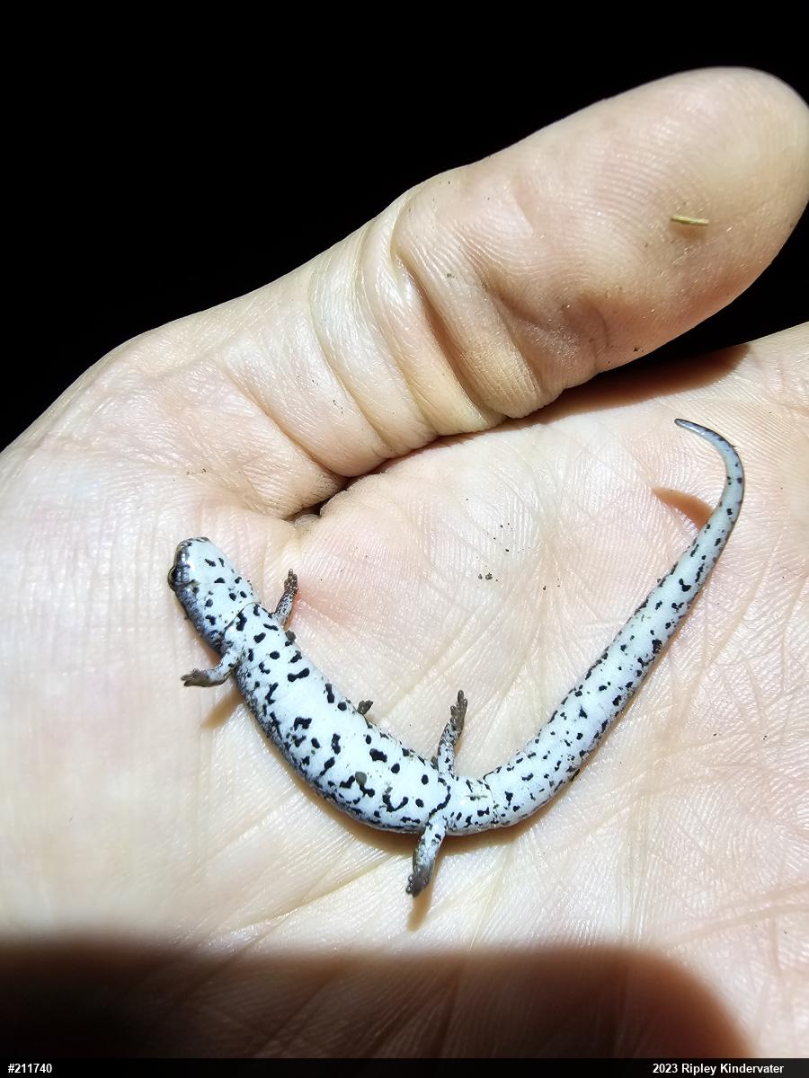 Four-toed Salamander