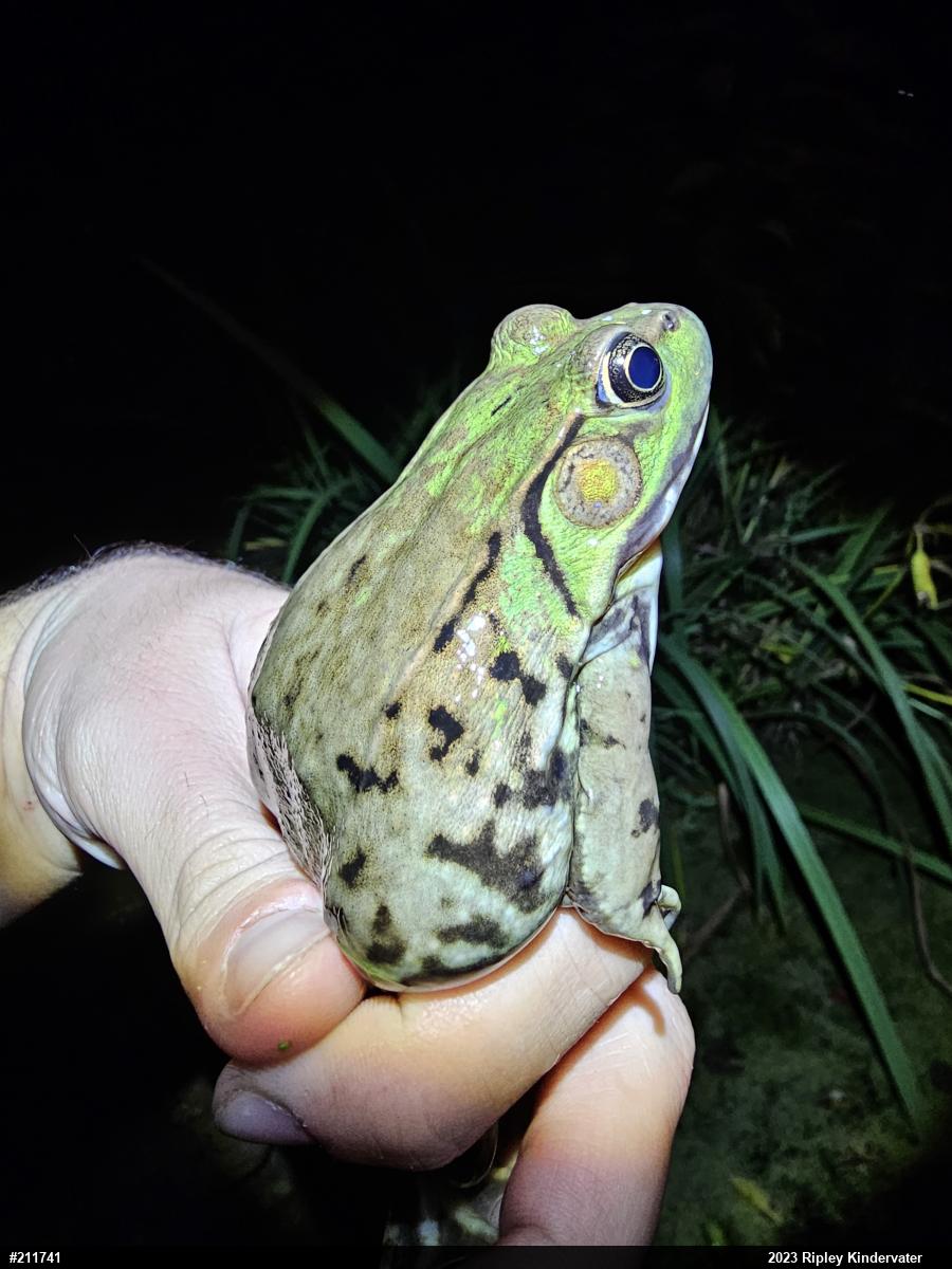 Green Frog