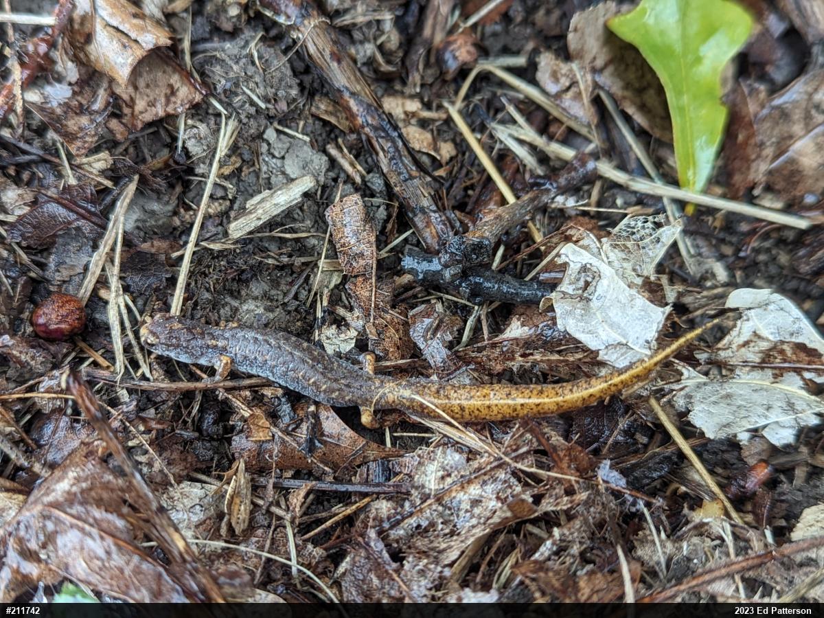 Four-toed Salamander