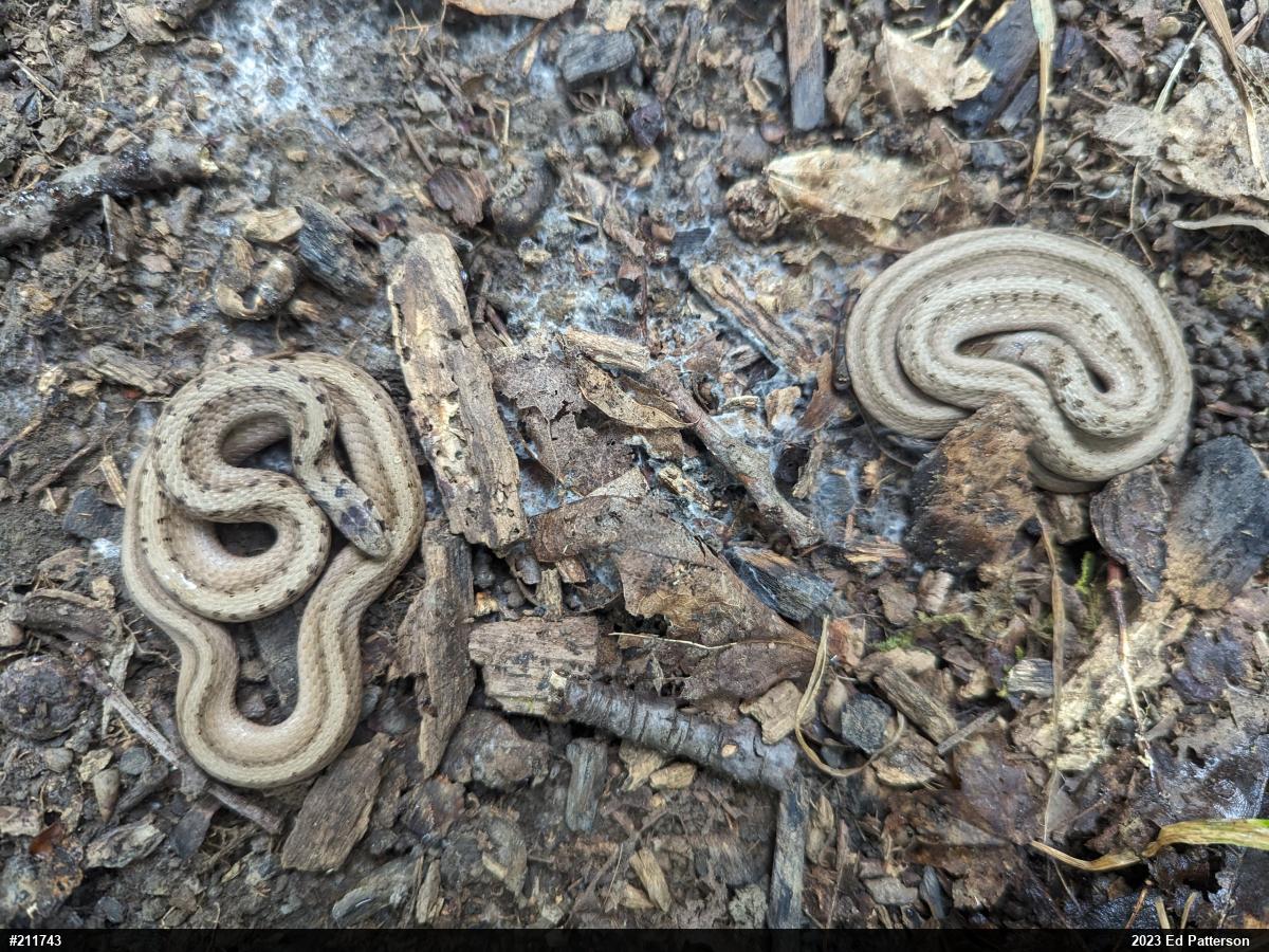 Dekay's Brownsnake