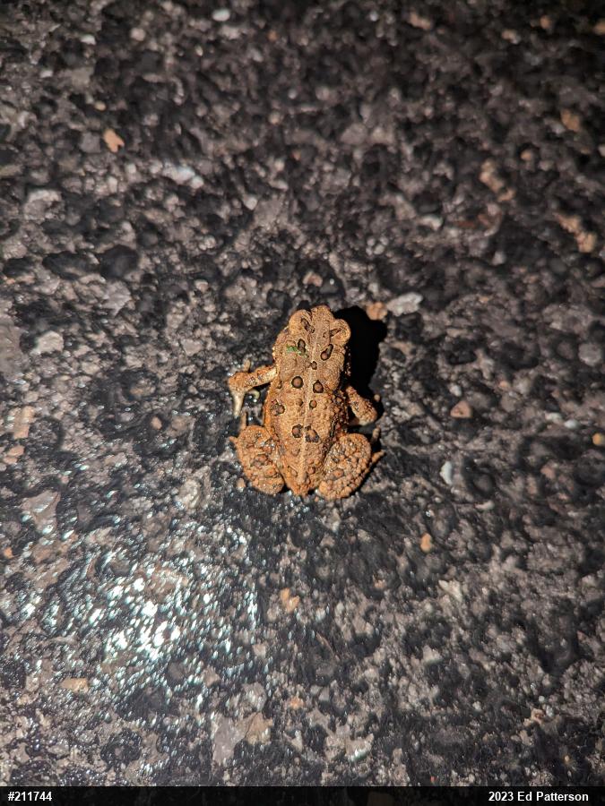Eastern American Toad