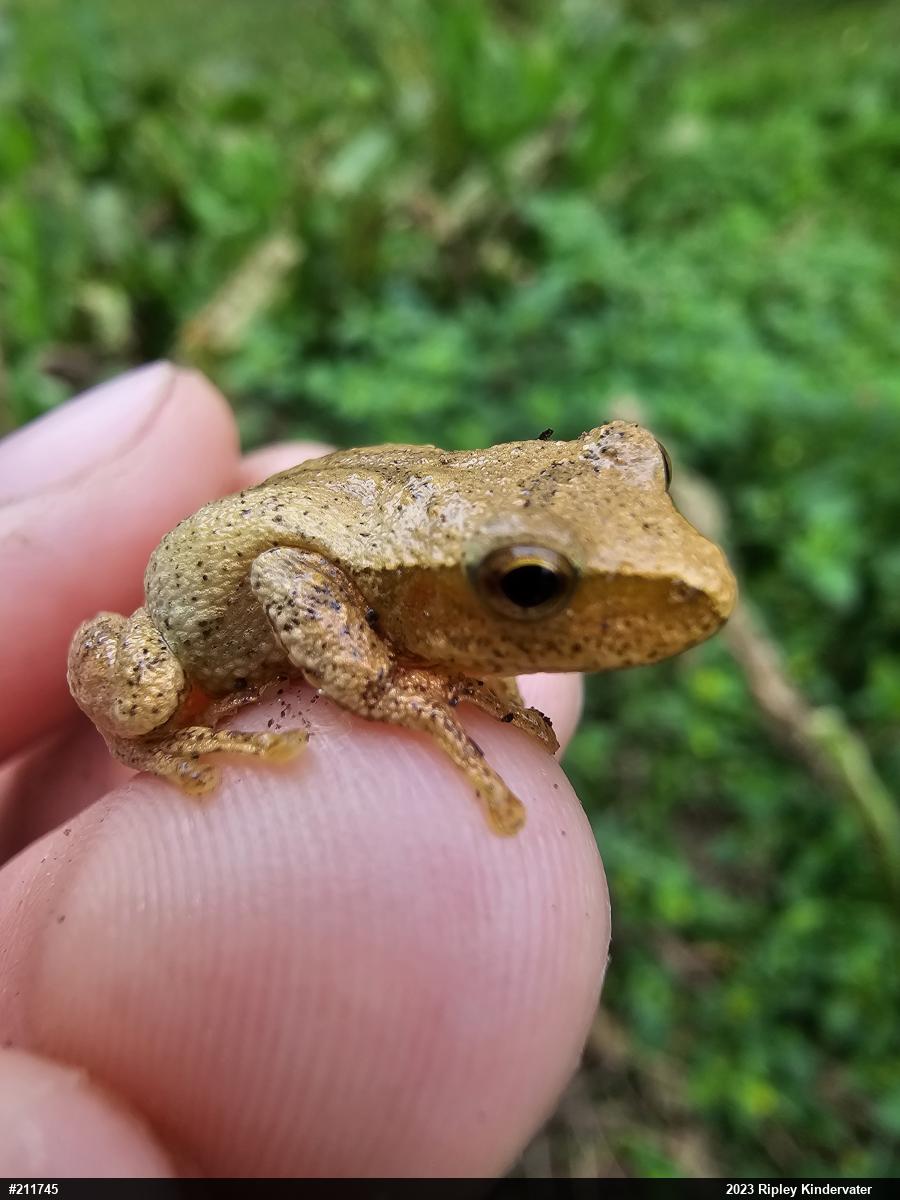 Spring Peeper