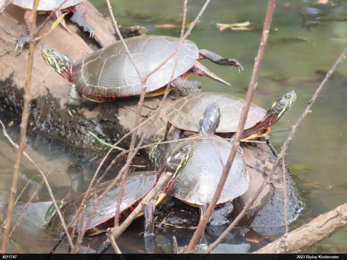Midland Painted Turtle