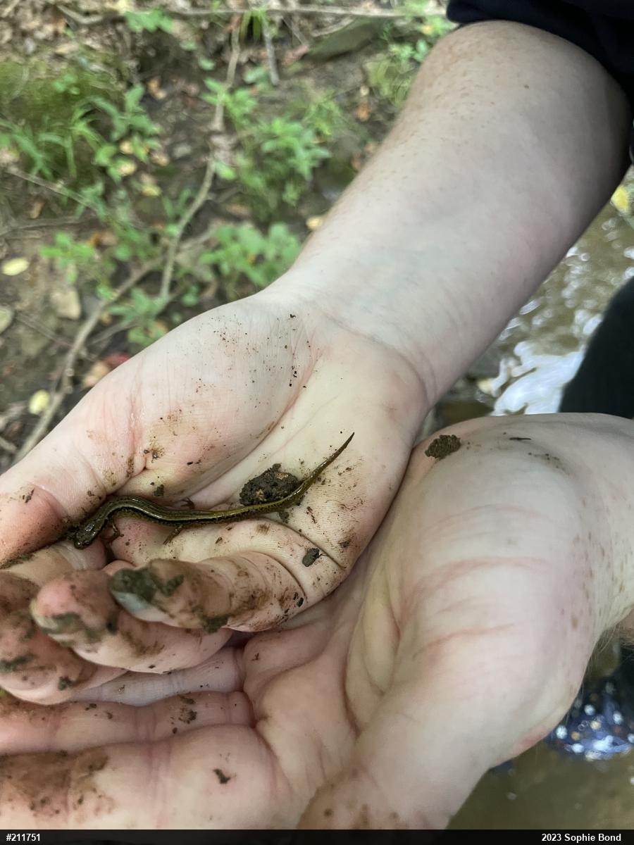 Northern Two-lined Salamander