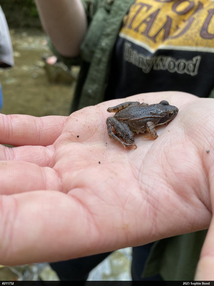 Wood Frog