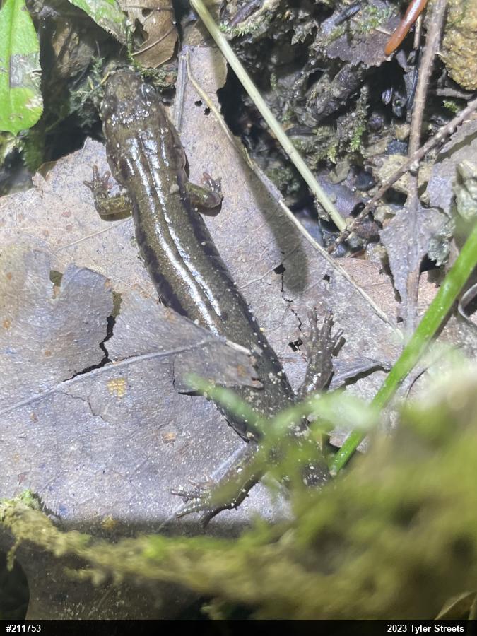 Allegheny Mountain Dusky Salamander