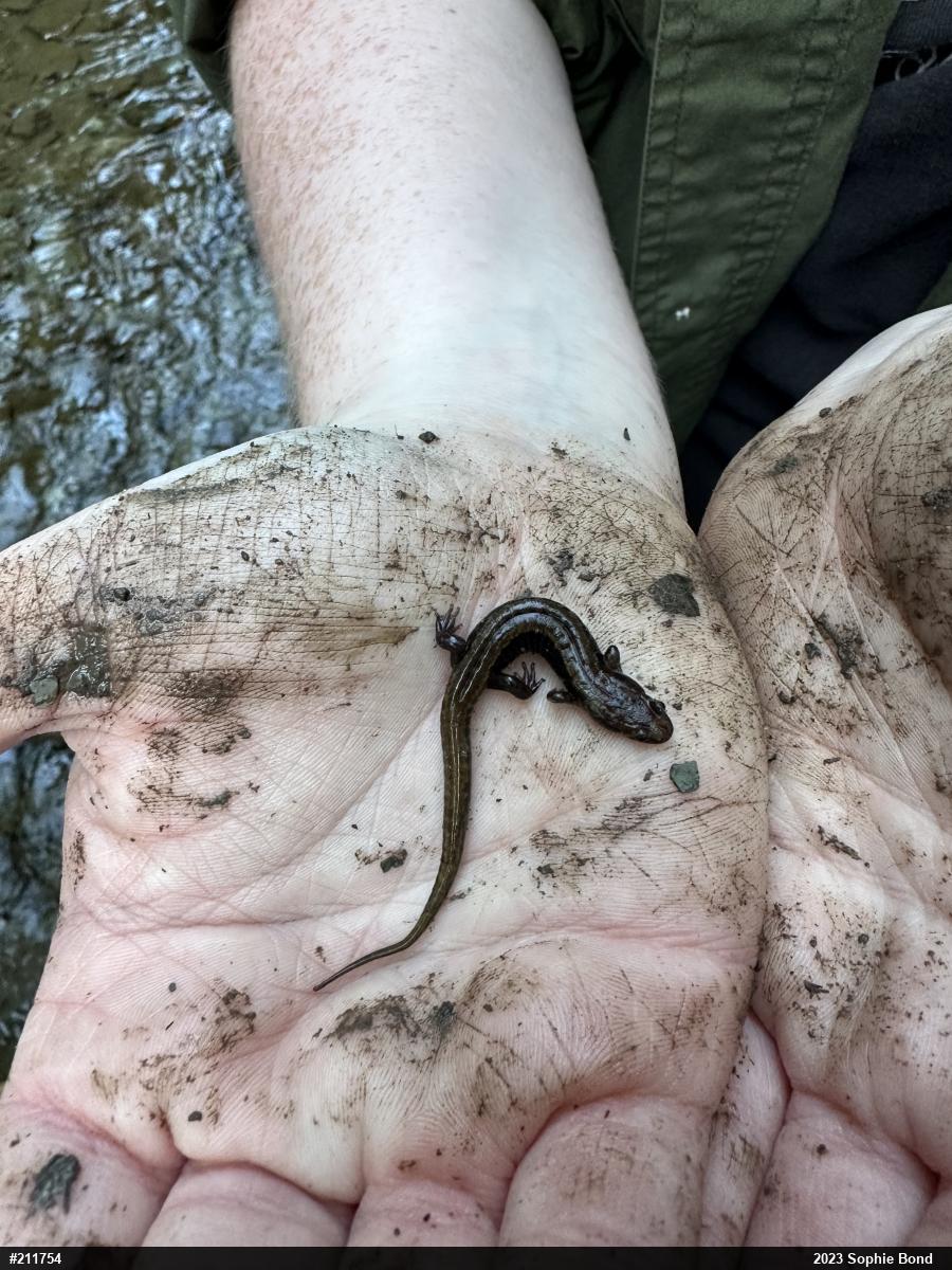 Allegheny Mountain Dusky Salamander