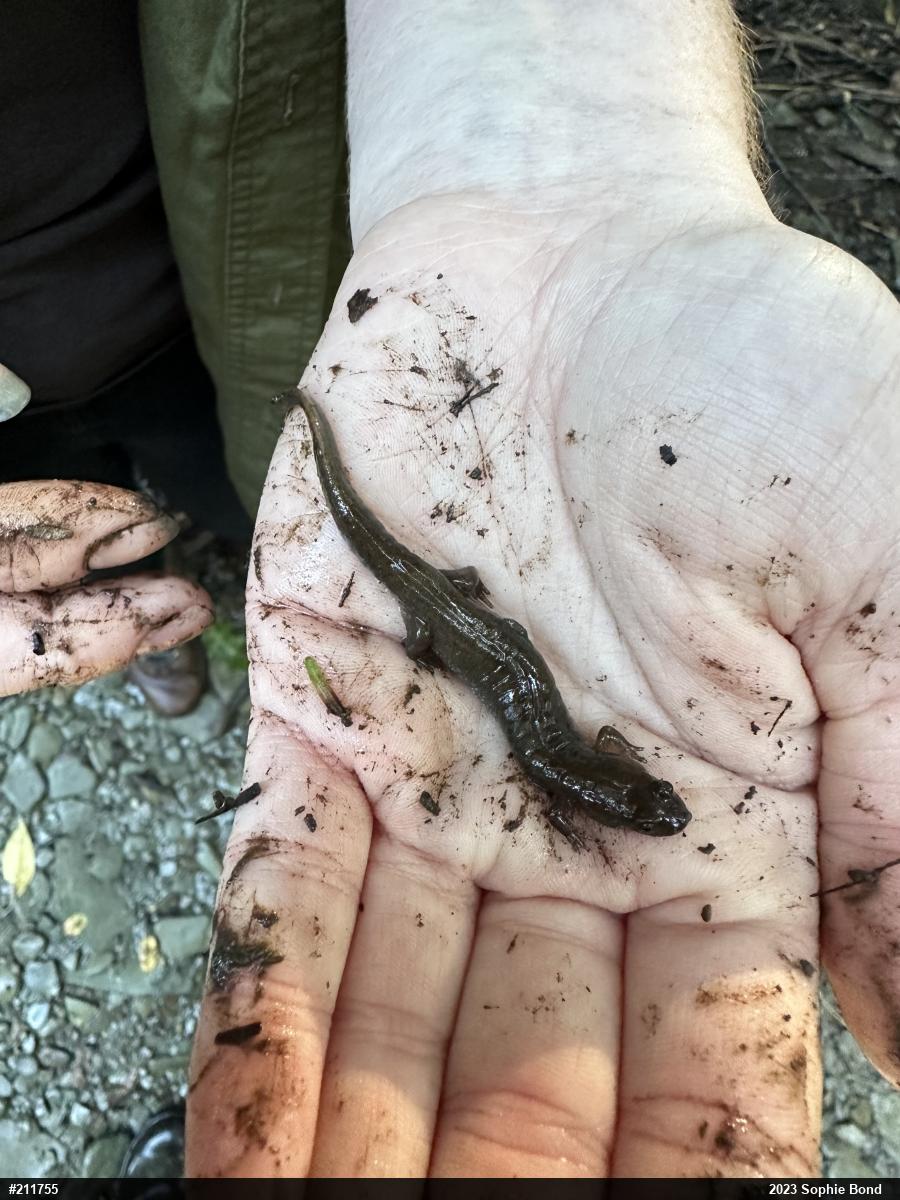 Northern Dusky Salamander