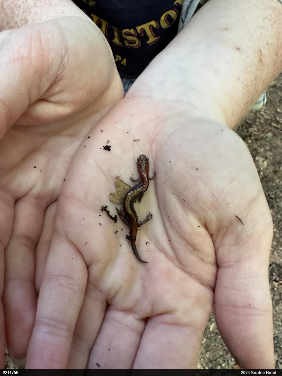 Eastern Red-backed  Salamander