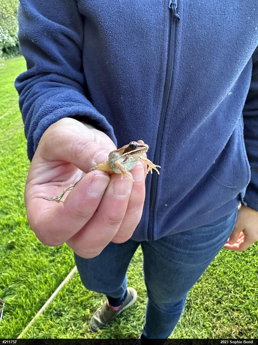 Wood Frog
