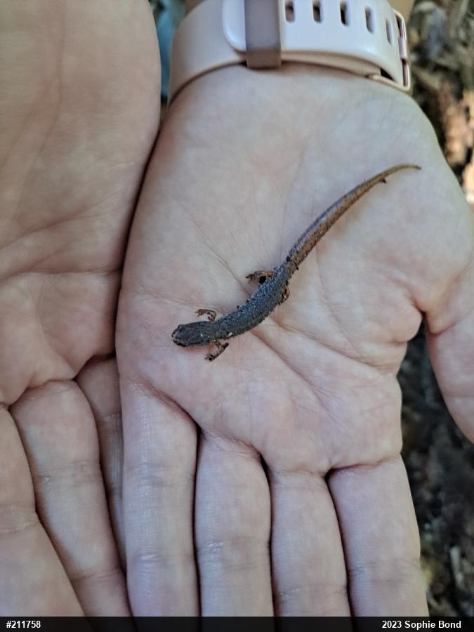 Four-toed Salamander