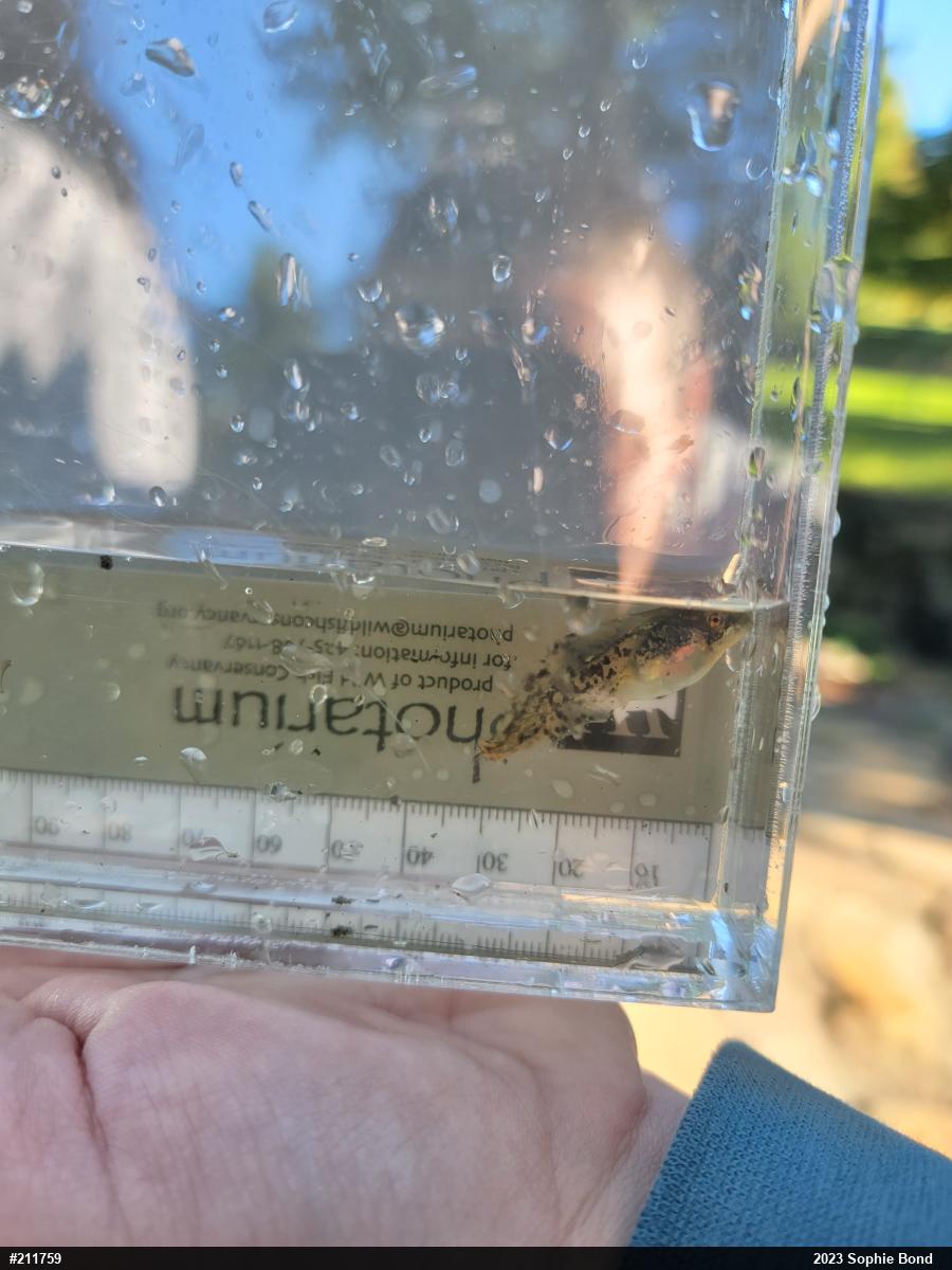 Unknown Gray Treefrog