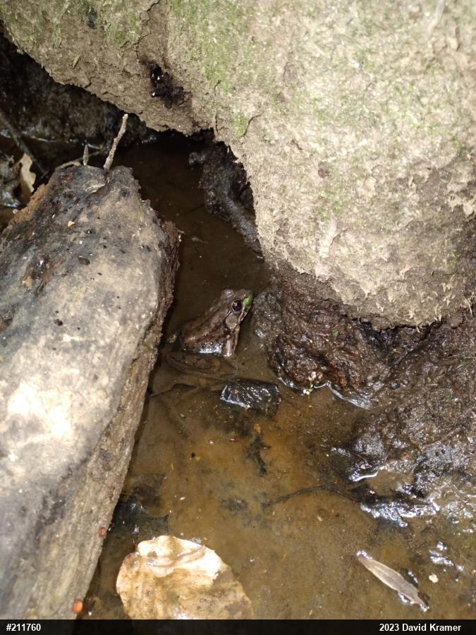 Green Frog