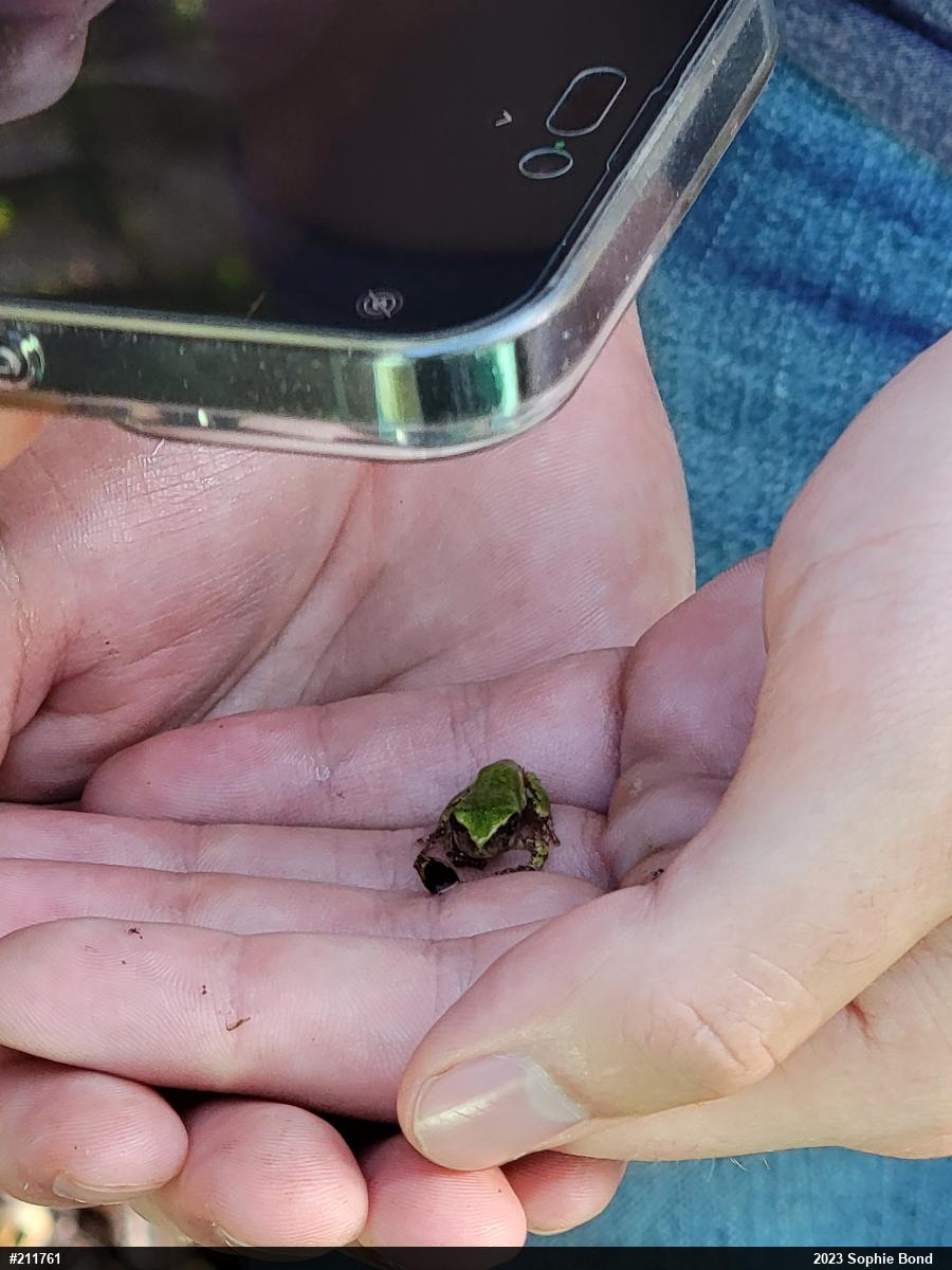 Unknown Gray Treefrog