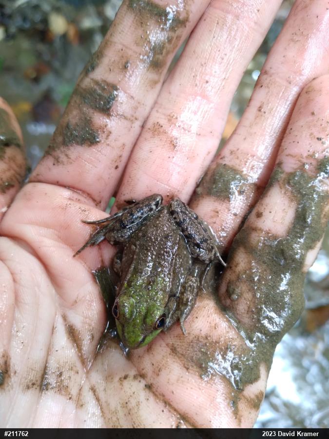 Green Frog