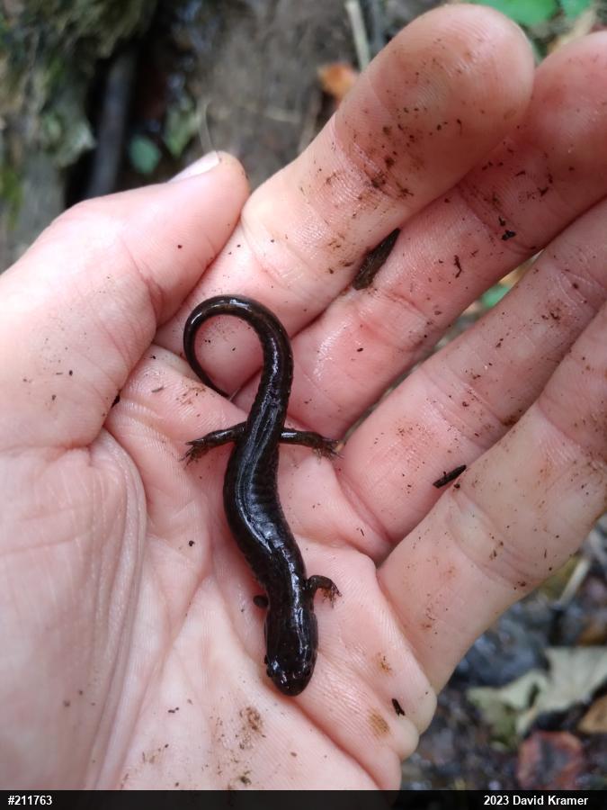 Northern Dusky Salamander