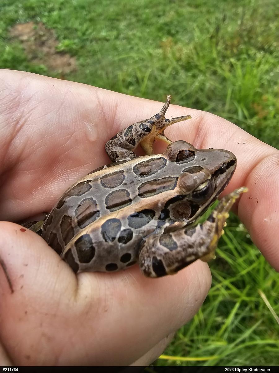 Pickerel Frog