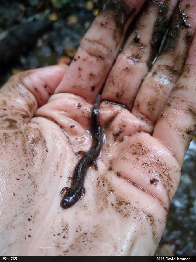 Northern Two-lined Salamander
