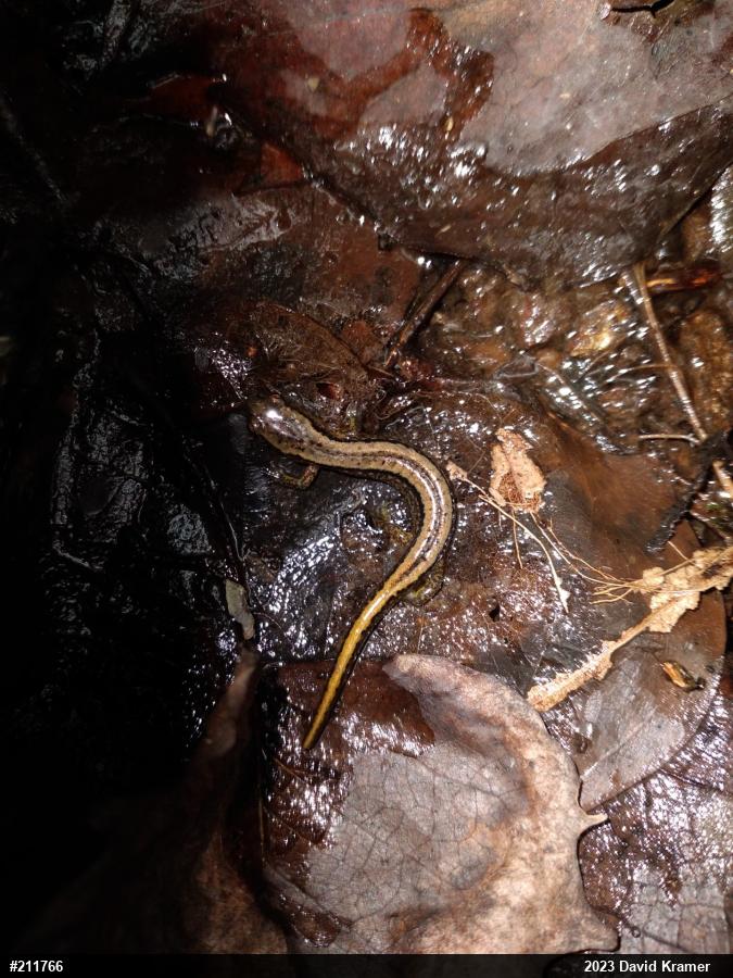 Northern Two-lined Salamander