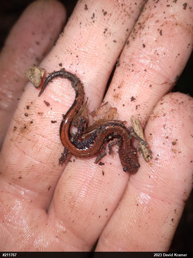 Eastern Red-backed  Salamander