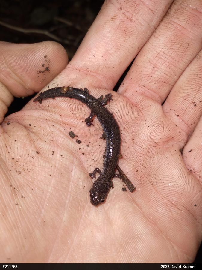 Eastern Red-backed  Salamander