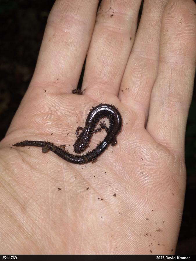 Eastern Red-backed  Salamander