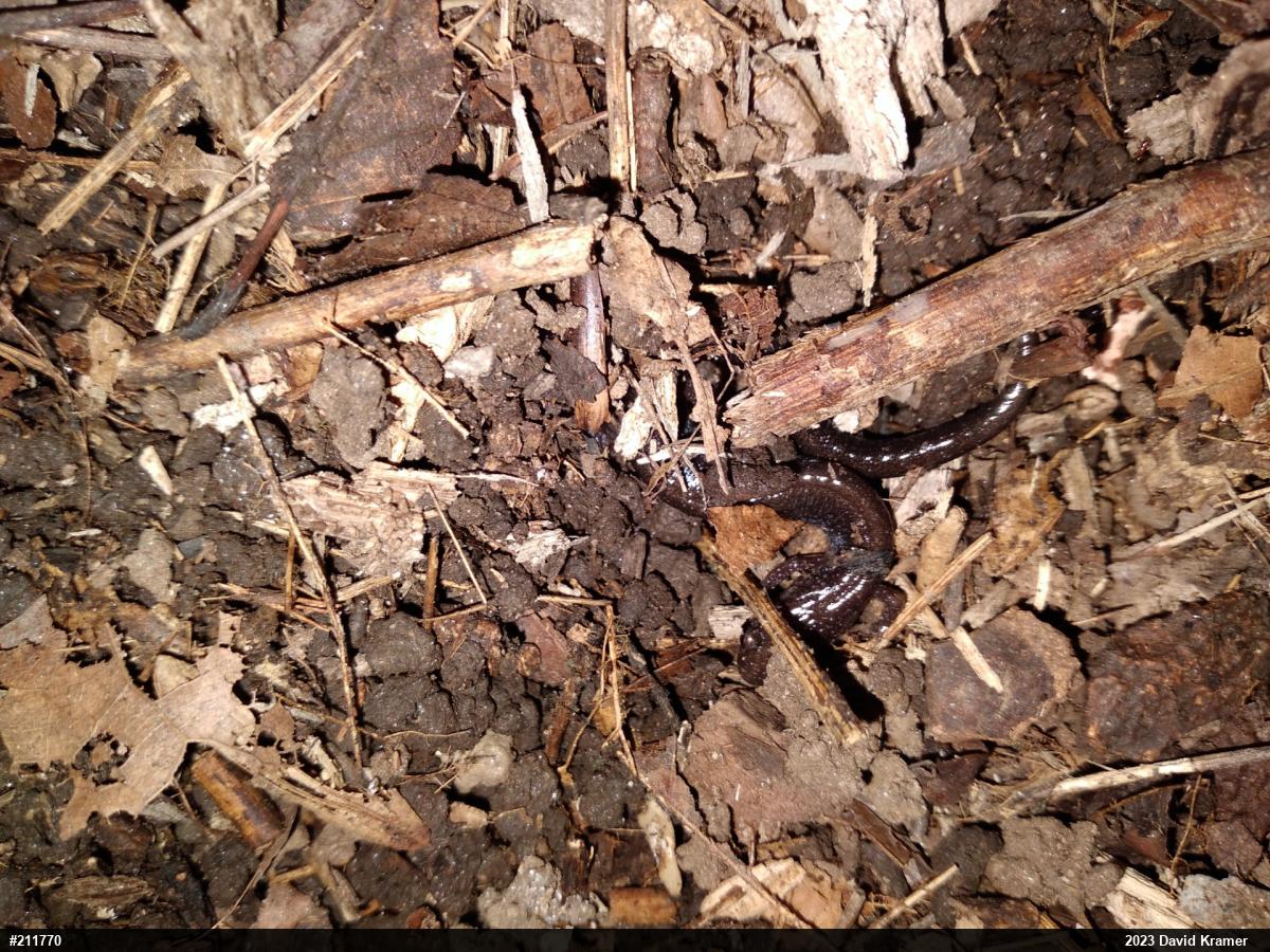 Eastern Red-backed  Salamander