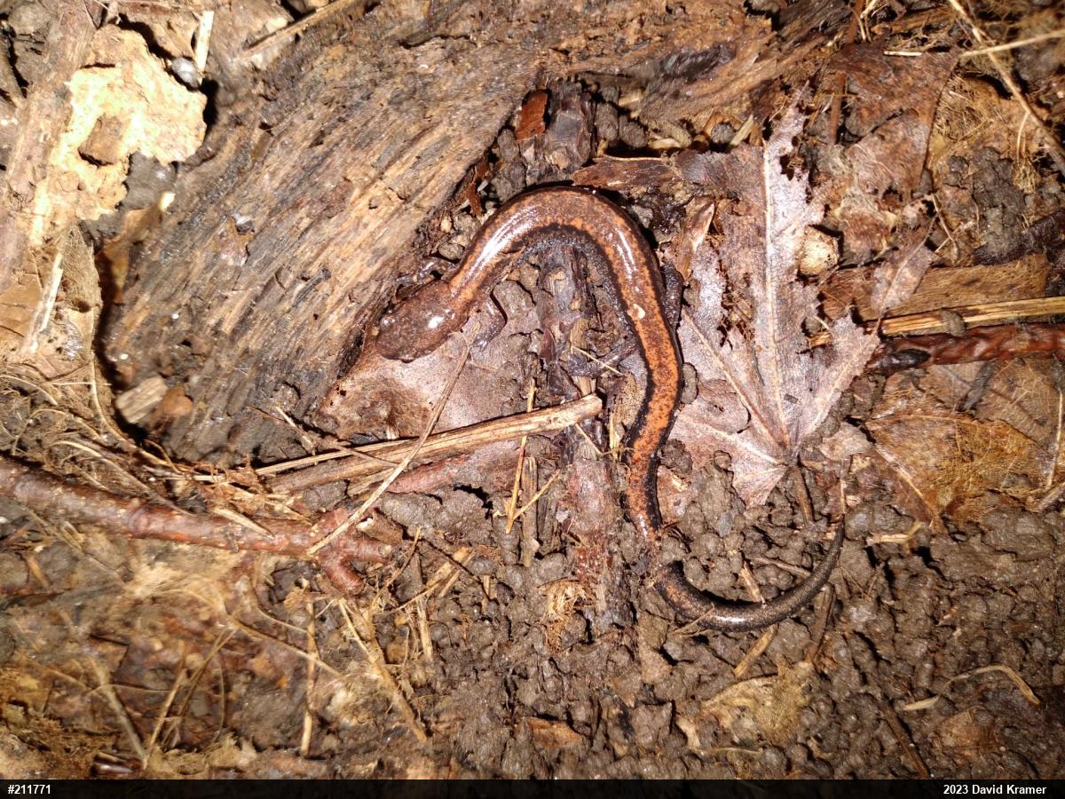 Eastern Red-backed  Salamander