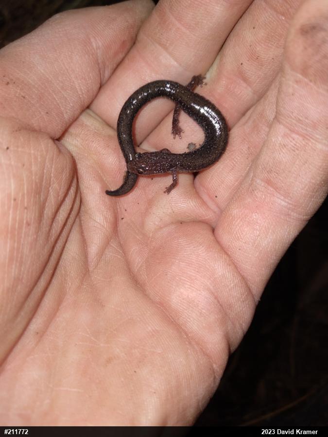 Eastern Red-backed  Salamander