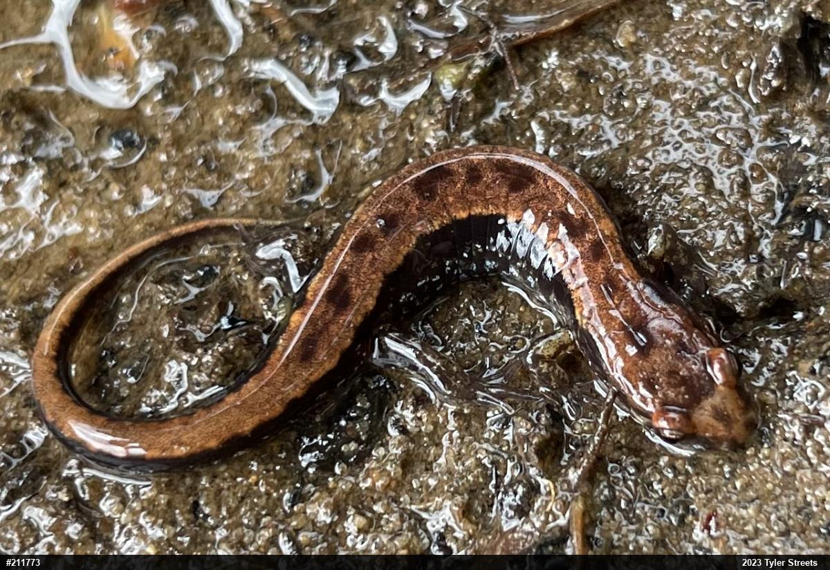 Allegheny Mountain Dusky Salamander