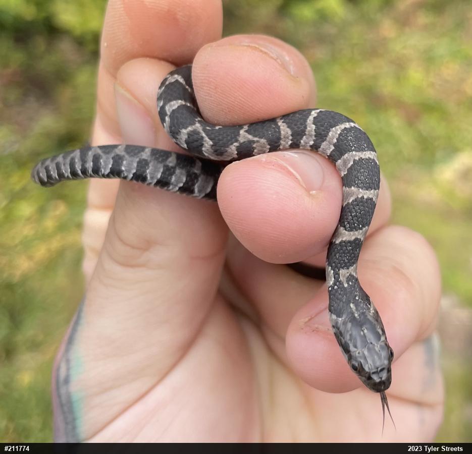 Northern Watersnake