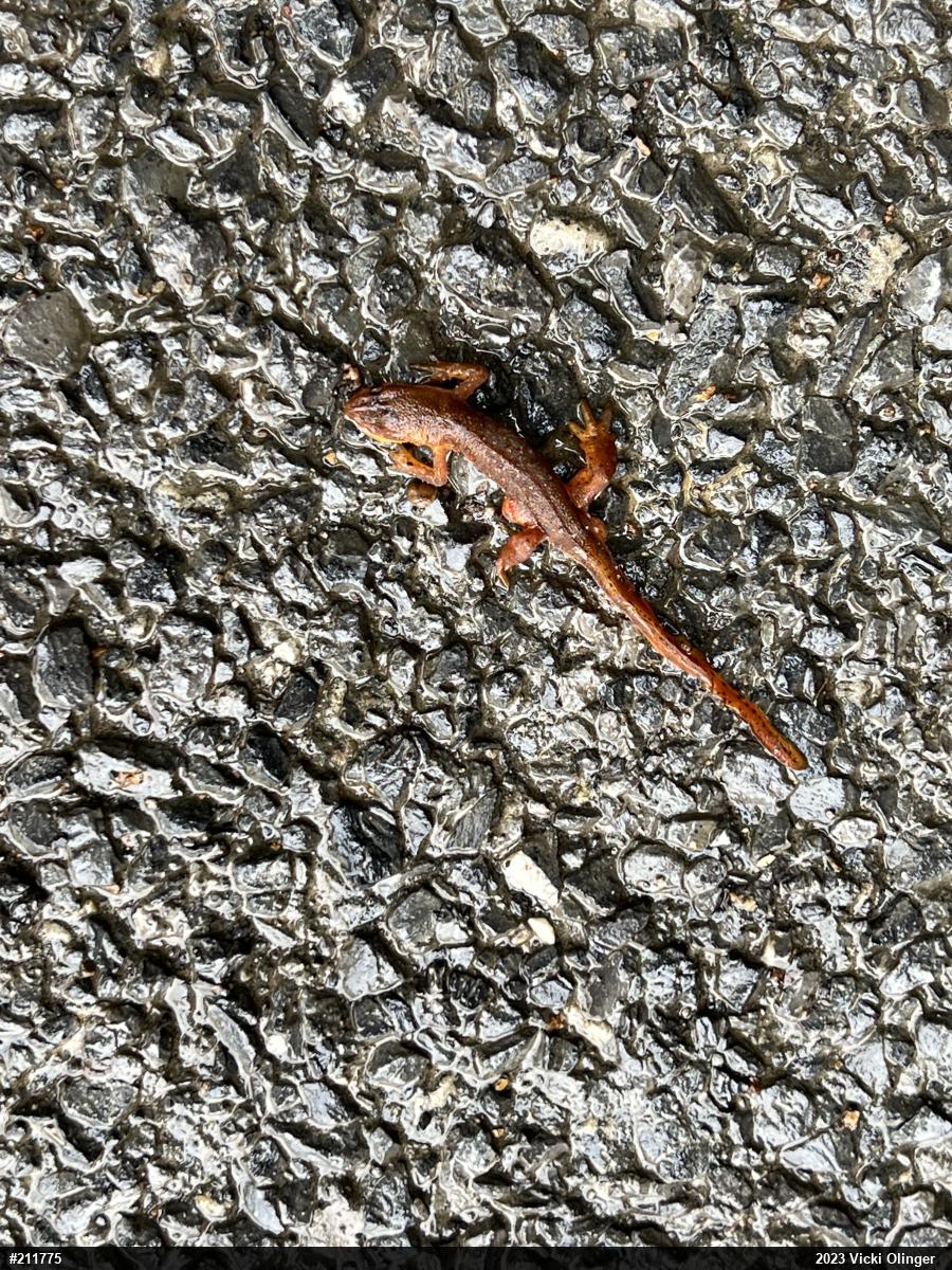 Red-spotted Newt
