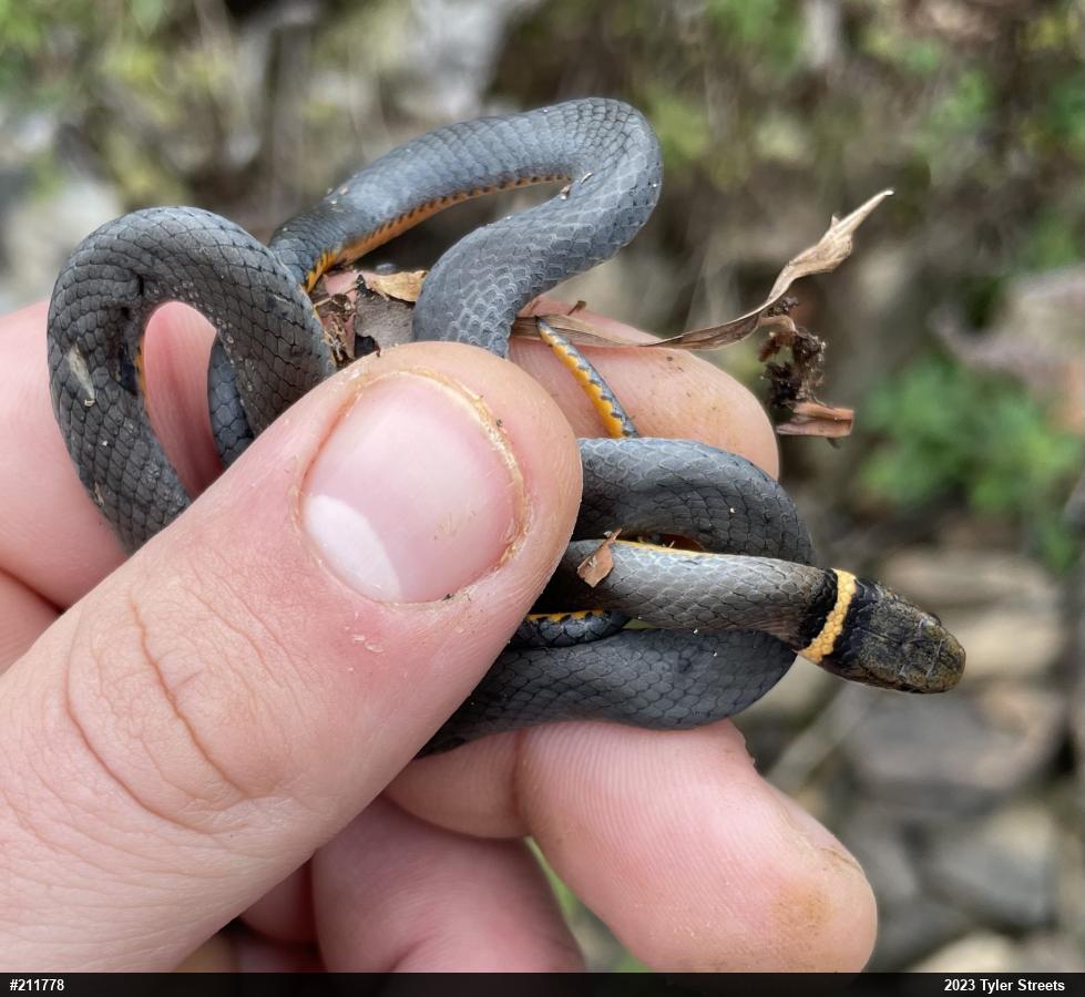 Northern Ring-necked Snake