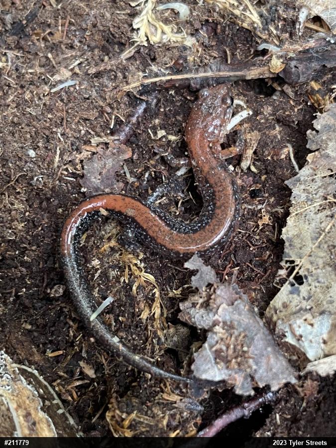 Eastern Red-backed  Salamander