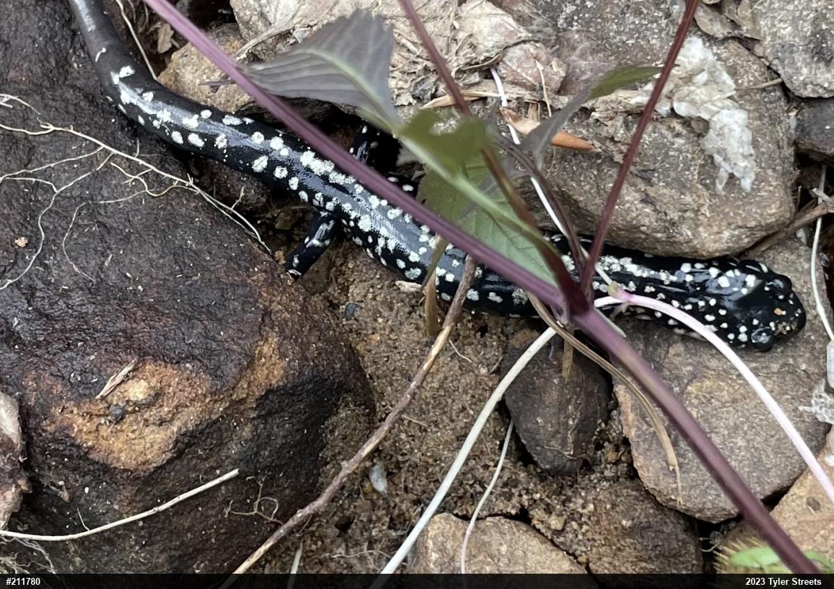 Northern Slimy Salamander