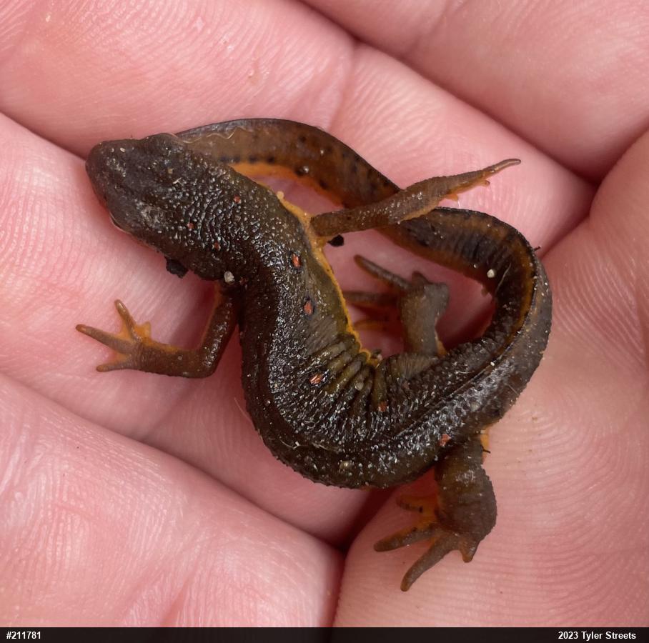 Red-spotted Newt