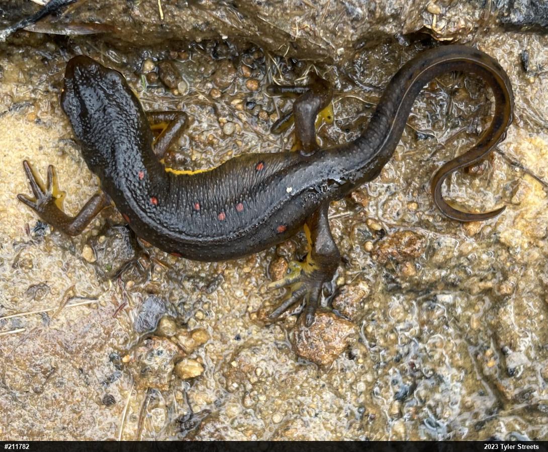 Red-spotted Newt