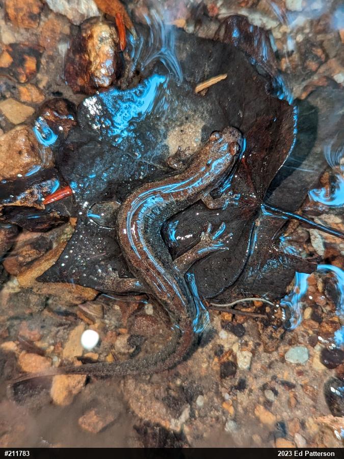 Northern Dusky Salamander