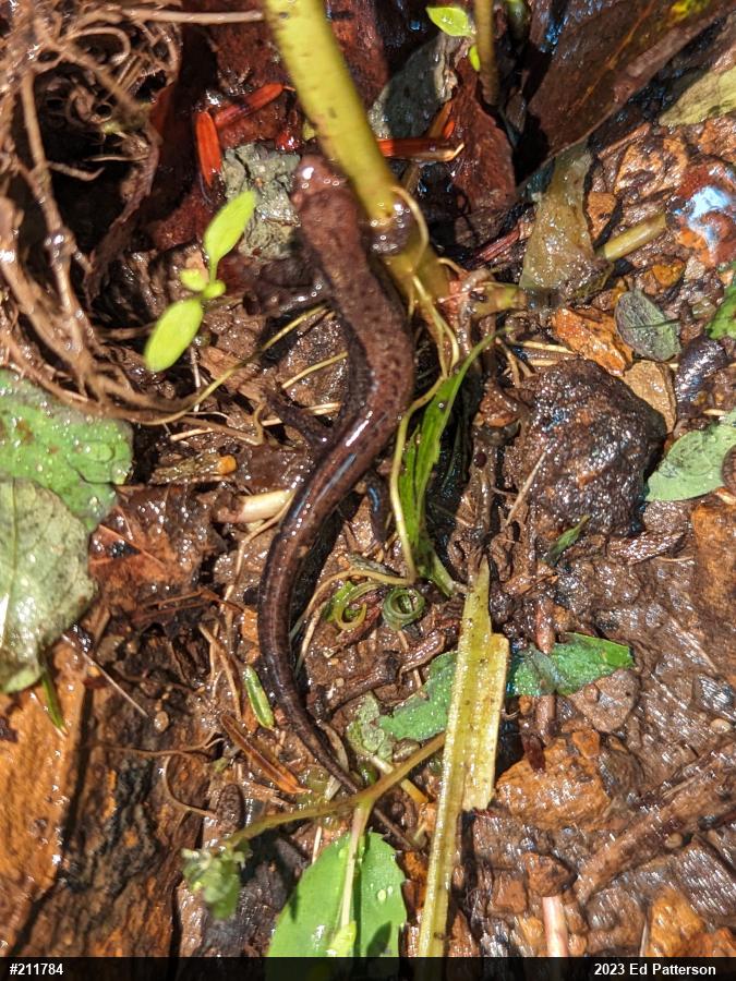 Allegheny Mountain Dusky Salamander